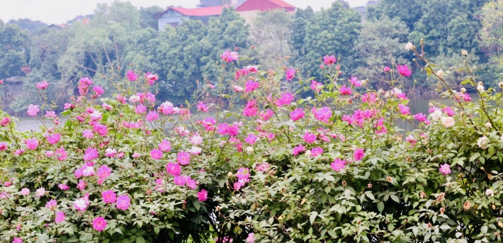 đường hoa nông thôn mới ở xã Yên Mỹ là một trong những điểm nhấn níu chân nhiều du khách...