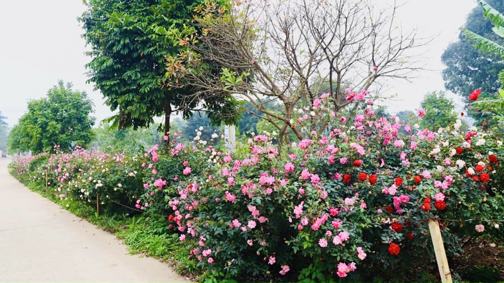 Vùng quê nông thôn mới Yên Mỹ được tô thêm sắc thắm với những con đường hoa
