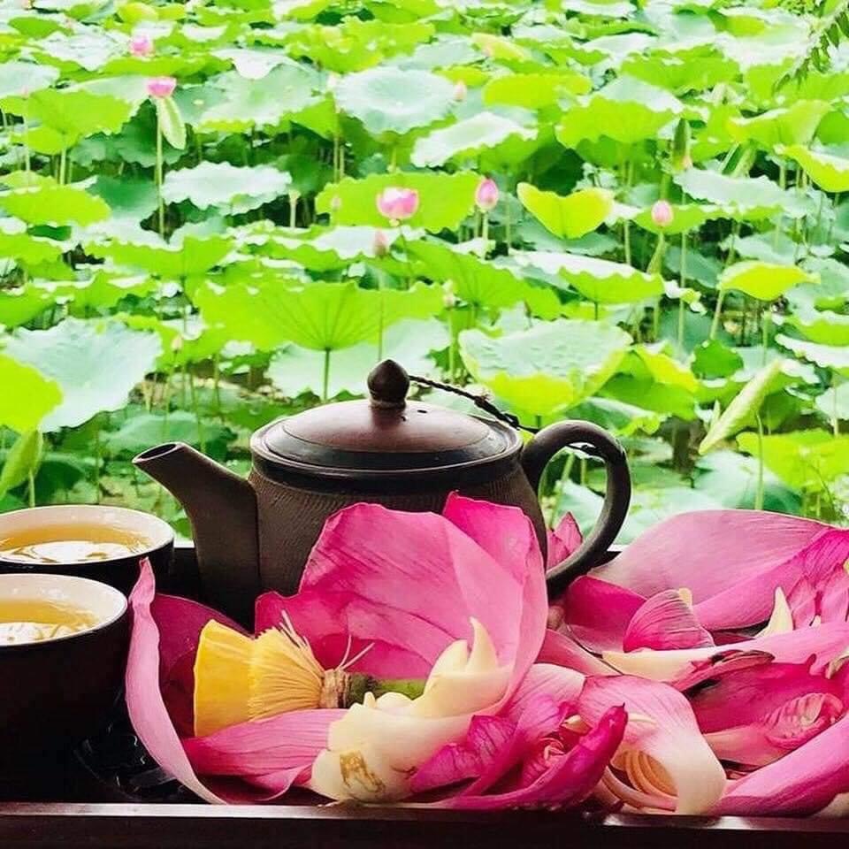 Sản phẩm trà sen Kiếp Bạc là tinh hoa đất trời cùng tình cảm thiêng liêng của người dân Vạn Kiếp (Ảnh: Internet)