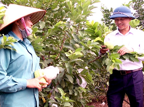 Ổi lê Tân Yên đang phát triển theo quy trình VietGAP, sản phẩm nông nghiệp tham gia nâng hạng sao OCOP năm 2022 (từ 3 sao lên 4 sao)