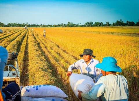 Gạo An Giang được tập trung xây dựng nhãn hiệu thành sản phẩm chủ lực
