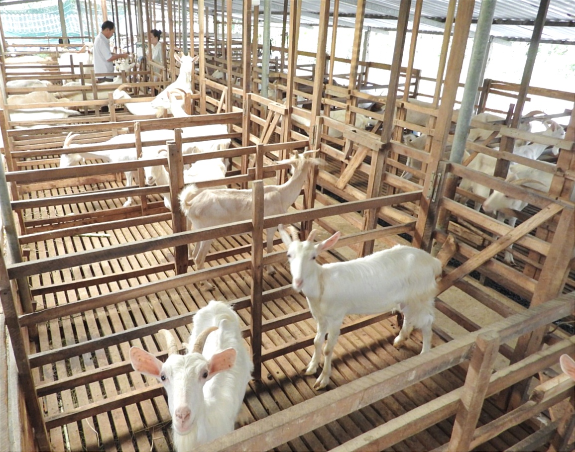 Tiền Giang triển khai mô hình nông nghiệp nuôi dê sữa