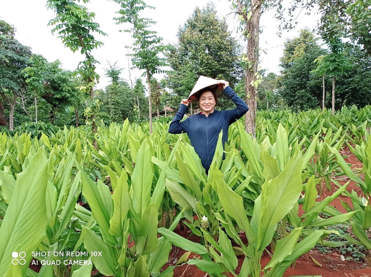 Chị Trần Thị Kim Luyến bên vườn trồng nguyên liệu sản xuất tinh bột nghệ