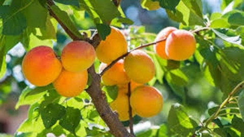 Huong Tich Apricot Wine