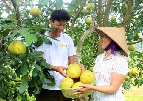 Nâng tầm thương hiệu sản phẩm OCOP Phú Thọ