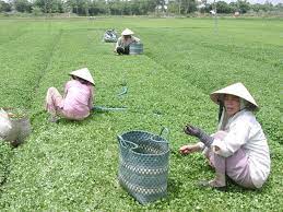 Toàn xã Quảng Thọ hiện có gần 90 hecta rau má; trong đó, có 70 ha đã được công nhận đạt tiêu chuẩn an toàn VietGAP