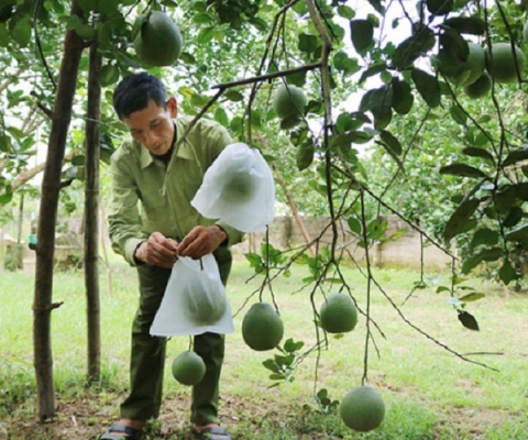 OCOP Phú Thọ: xây dựng thương hiệu sản phẩm từ niềm tin