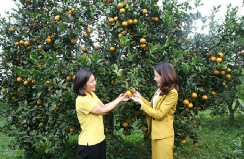 Cao Phong: Điểm đến của những sản phẩm OCOP chất lượng