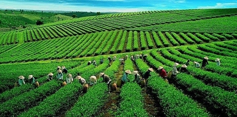 OCOP Thái Nguyên: Nâng tầm thương hiệu các sản phẩm chủ lực