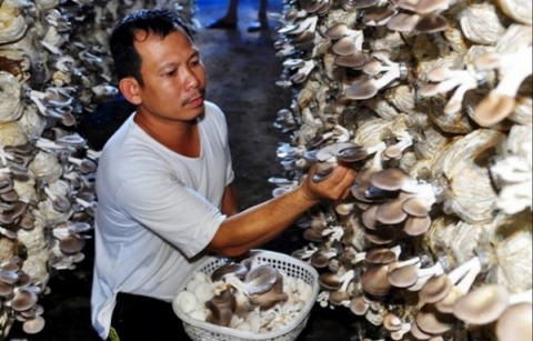 ocop quang ngai than duoc linh chi dat chuan 4 sao