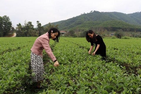 Hà Tĩnh: Chè xanh Tây Sơn vươn lên khẳng định thương hiệu