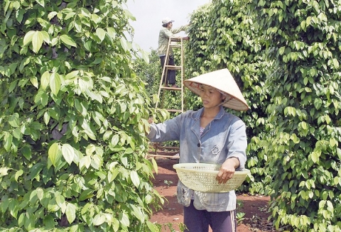 Chắp cánh để nông sản đặc  sản Gia Lai vươn xa
