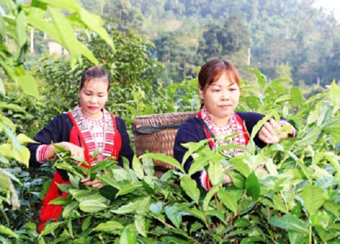 Bắc Quang (Hà Giang) phát triển bền vững chuỗi giá trị chè Shan tuyết