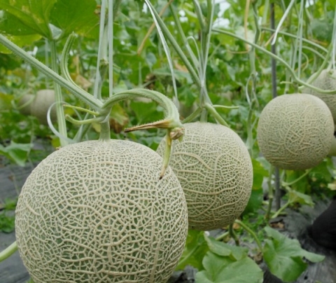 ocop khanh hoa uu tien phat trien nong nghiep huu co