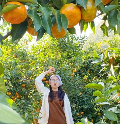 OCOP Vân Đồn - Quảng Ninh: Sức sống mới trên vùng cam Vạn Yên