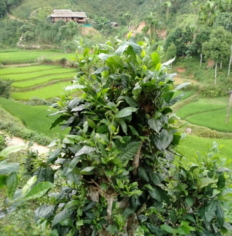 Bản Liền xây dựng nông thôn mới gắn phát triển du lịch