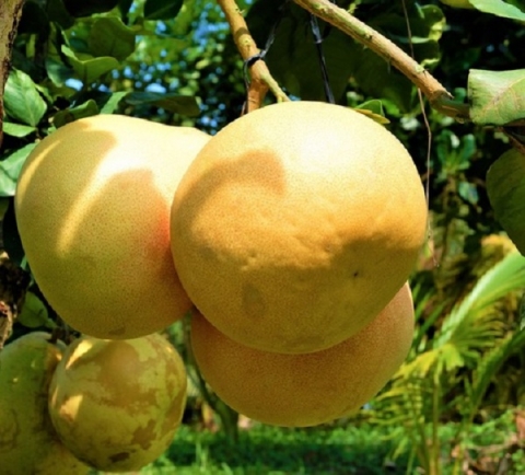Hà Nội: Sắp diễn ra lễ hội tôn vinh đặc sản bưởi Tam Vân, bưởi Phúc Thọ lần thứ nhất