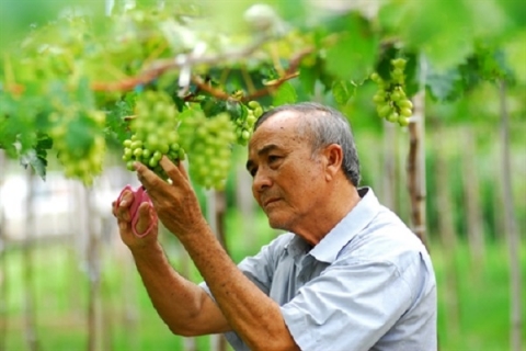 NINH THUẬN: Trang trại Nho kết hợp du lịch sinh thái