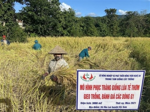 OCOP Nghệ An: Bảo tồn, xây dựng thương hiệu giống lúa tẻ thơm Na Loi