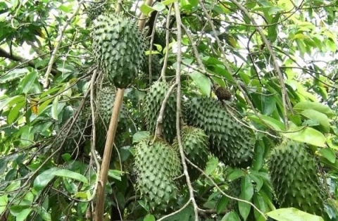 Cần Thơ: Nhãn hiệu Mãng cầu Thới Hưng được bảo hộ