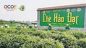 htx che hao dat ocop 4 sao khang dinh thuong hieu